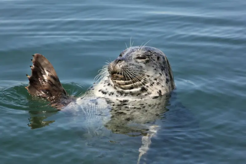 Wildlife Viewing Eco Tour