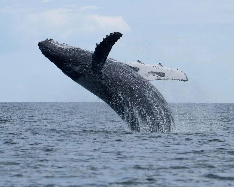 Humpback Whale Breaching