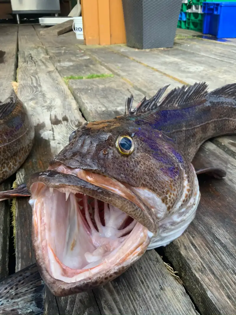 Bottom Fishing