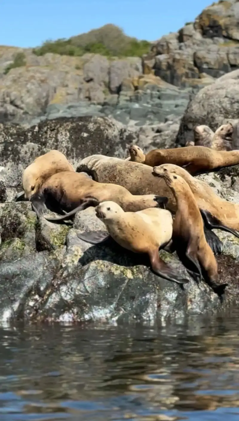 Mitlenatch Island