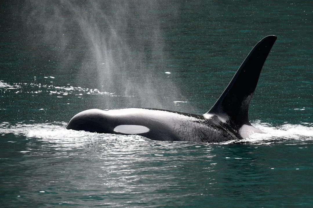 Orca Whale Surfacing
