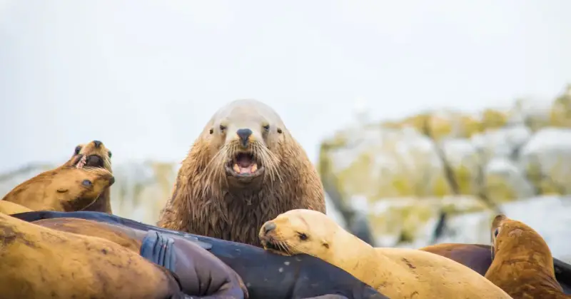 Wildlife Boat Tour
