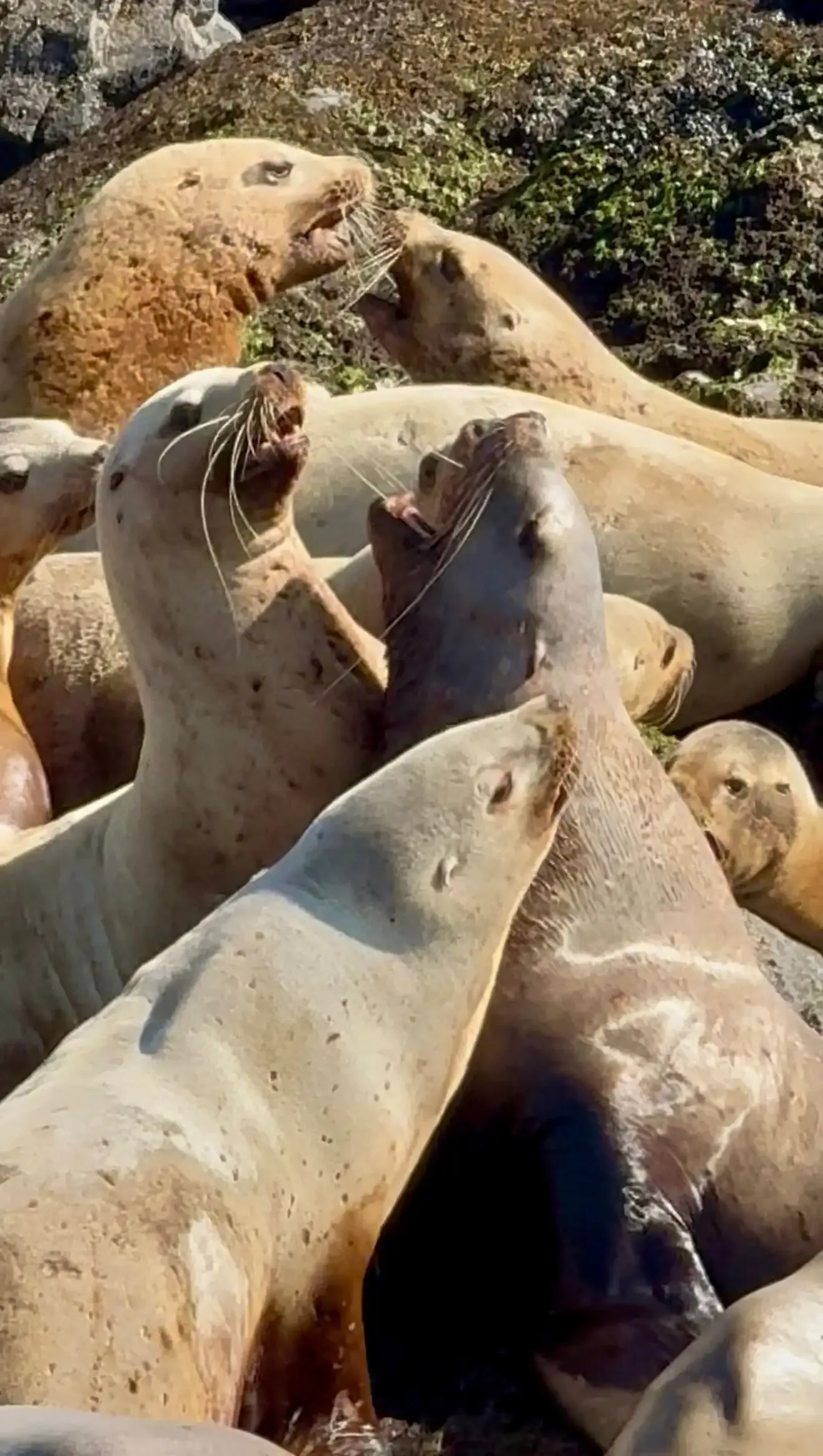 Steller Sea Lions Colony