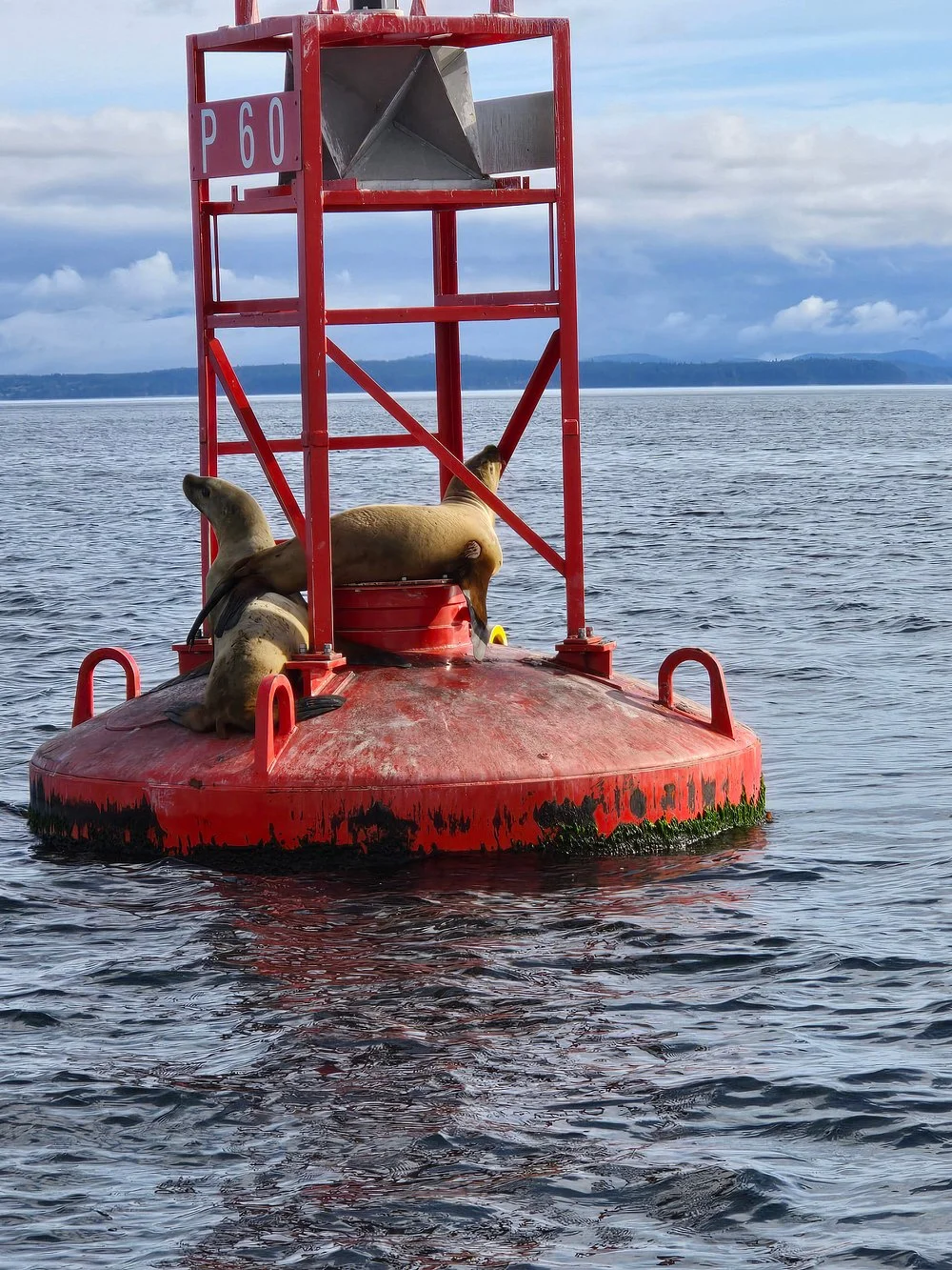 Sea Lions on Buoy Wildlife Campbell River BC